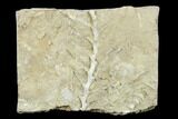 Archimedes Screw Bryozoan Fossil - Alabama #178205-1